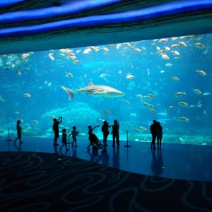 Zhuhai Chimelong Ocean Adventure & Family Vacation Tour (4 Days & 3 Nights)