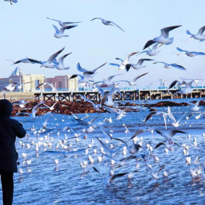 Qingdao Romantic Coastal Tour (3 Days & 2 Nights)