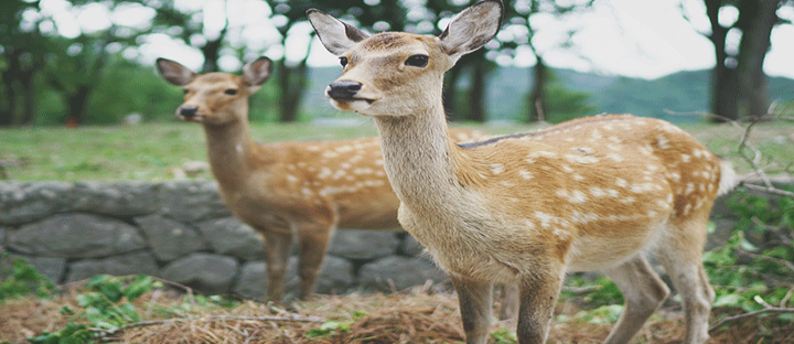 Nara Deer